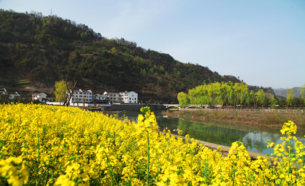 平利女娲茶故乡写意：春之韵 中国最美丽的乡村