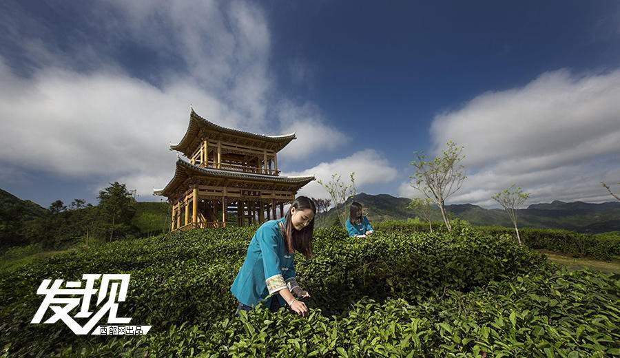 发现陕南最美丽的乡村：平利茶叶——且将乡思唤相思