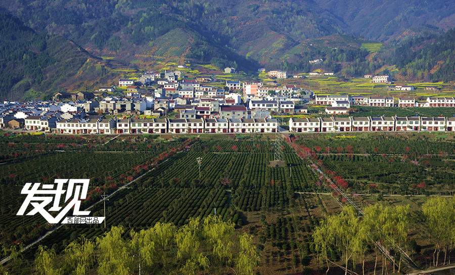 发现陕南最美丽的乡村：平利茶叶——且将乡思唤相思