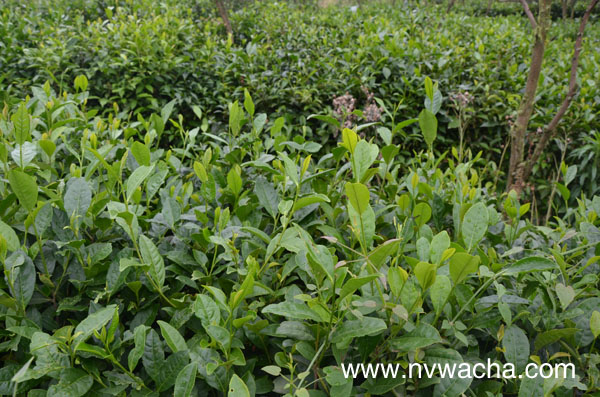 长安镇未来五年将持续发展壮大平利女娲茶茶饮产业