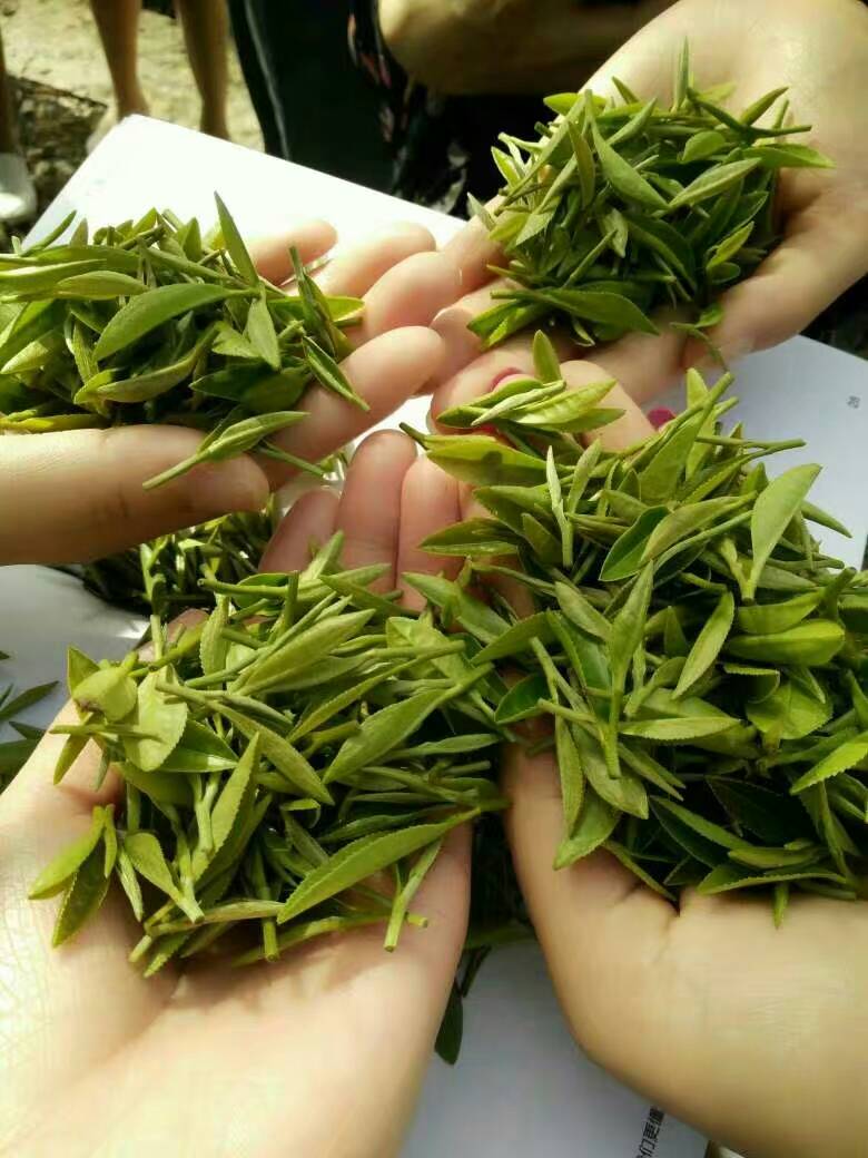 平利县女娲茗茶销售精英团队下基地 学茶叶 做茶人