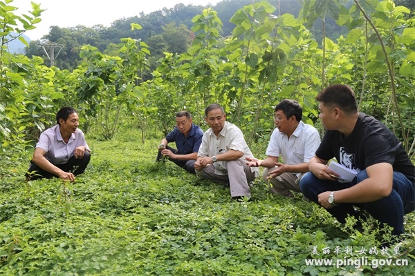 生物科技拓宽平利农村脱贫路 新建绞股蓝茶有机种植基地1500亩