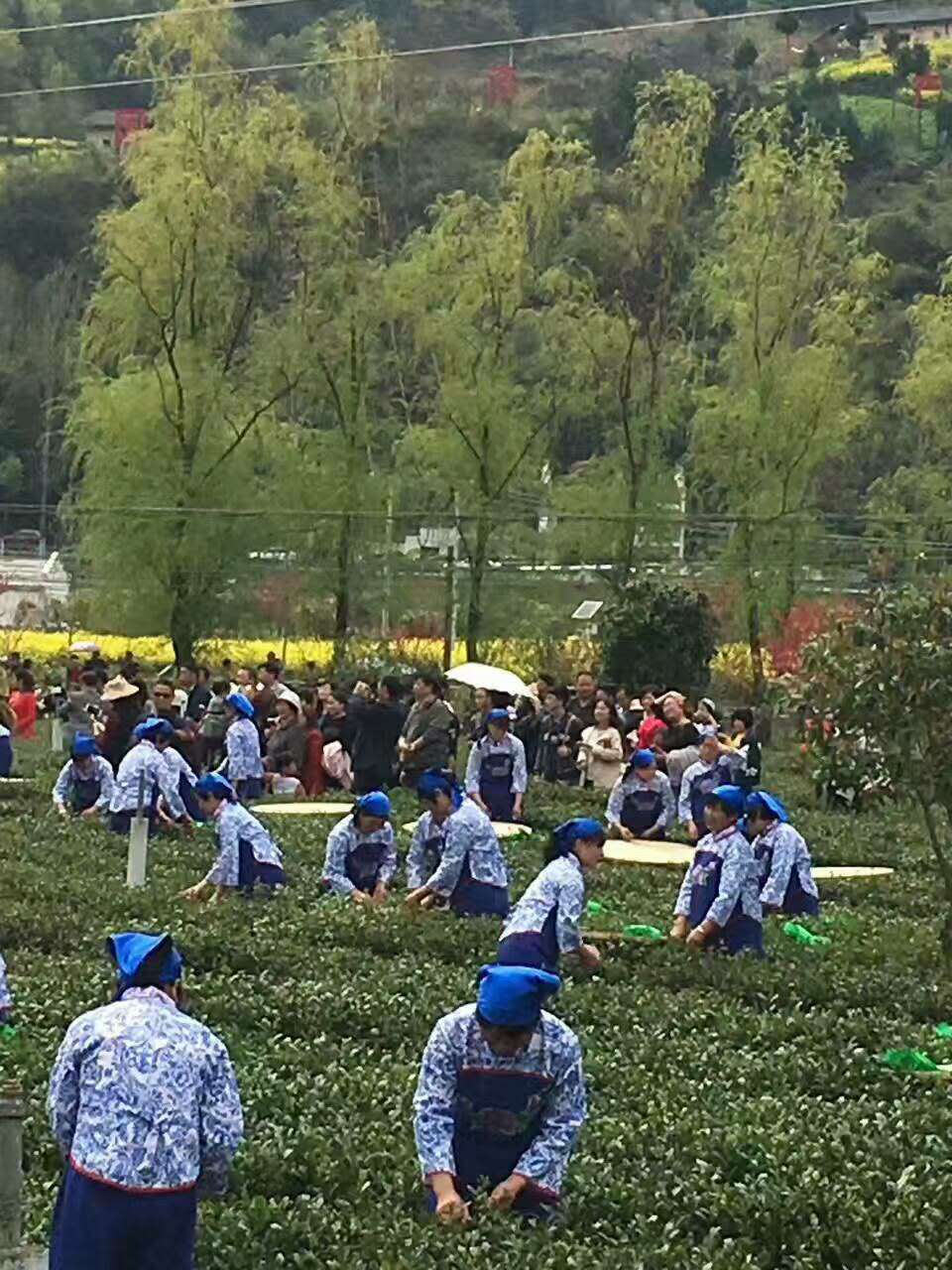 2017年 女娲故里 春茶飘香