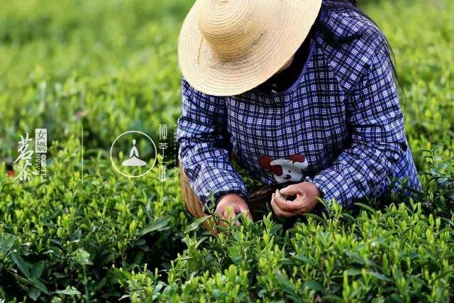 茶叶如何保存最好 新茶的贮存方法你知道多少？