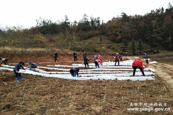 平利县三阳镇：为860亩新建茶园覆盖地膜