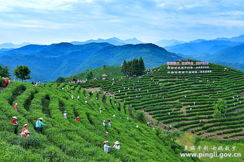 2021年“国际茶日”陕西分会场主题活动在平利县启动